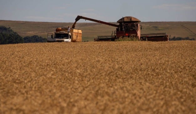 De acordo com o Informativo Conjuntural da Emater/RS-Ascar divulgado nesta quinta-feira (11), a colheita do trigo no Rio Grande do Sul entra na fase final, restando apenas 1% das lavouras em áreas de maior altitude do Planalto e dos Campos de Cima da Serra. Nessas regiões, o ciclo se prolongou por causa do período vegetativo mais longo. Na região de Caxias do Sul, a falta de chuvas por cerca de 20 dias acelerou os trabalhos, que já atingem 80% da área cultivada