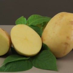 A Embrapa apresentou a Braschips, cultivar de batata desenvolvida especialmente para a produção de chips e batata-palha