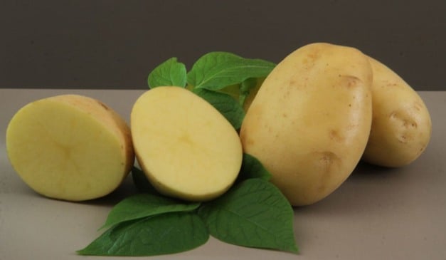 A Embrapa apresentou a Braschips, cultivar de batata desenvolvida especialmente para a produção de chips e batata-palha