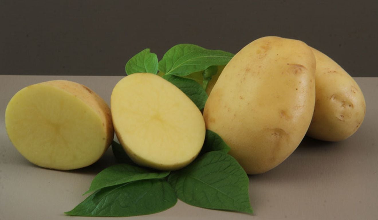 A Embrapa apresentou a Braschips, cultivar de batata desenvolvida especialmente para a produção de chips e batata-palha A Embrapa apresentou a Braschips, cultivar de batata desenvolvida especialmente para a produção de chips e batata-palha