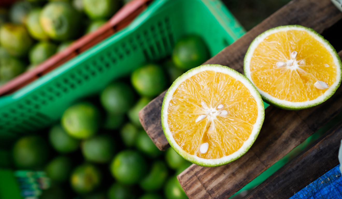 O cinturão citrícola de São Paulo e Triângulo/Sudoeste Mineiro deve colher 294,81 milhões de caixas de 40,8 kg de laranja na safra 2025/26, aponta a segunda reestimativa do Fundecitrus, divulgada nesta quarta-feira (10). O cinturão citrícola de São Paulo e Triângulo/Sudoeste Mineiro deve colher 294,81 milhões de caixas de 40,8 kg de laranja na safra 2025/26, aponta a segunda reestimativa do Fundecitrus, divulgada nesta quarta-feira (10).