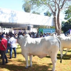 A Agência Goiana de Defesa Agropecuária (Agrodefesa) abriu, nesta segunda-feira (1º/12), o prazo de cadastro para todos os eventos agropecuários em 2026 com animais em Goiás. Exposições, leilões, vaquejadas e atividades com aglomeração de animais devem ser registradas até 31 de dezembro de 2025.
