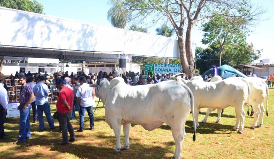 A Agência Goiana de Defesa Agropecuária (Agrodefesa) abriu, nesta segunda-feira (1º/12), o prazo de cadastro para todos os eventos agropecuários em 2026 com animais em Goiás. Exposições, leilões, vaquejadas e atividades com aglomeração de animais devem ser registradas até 31 de dezembro de 2025.