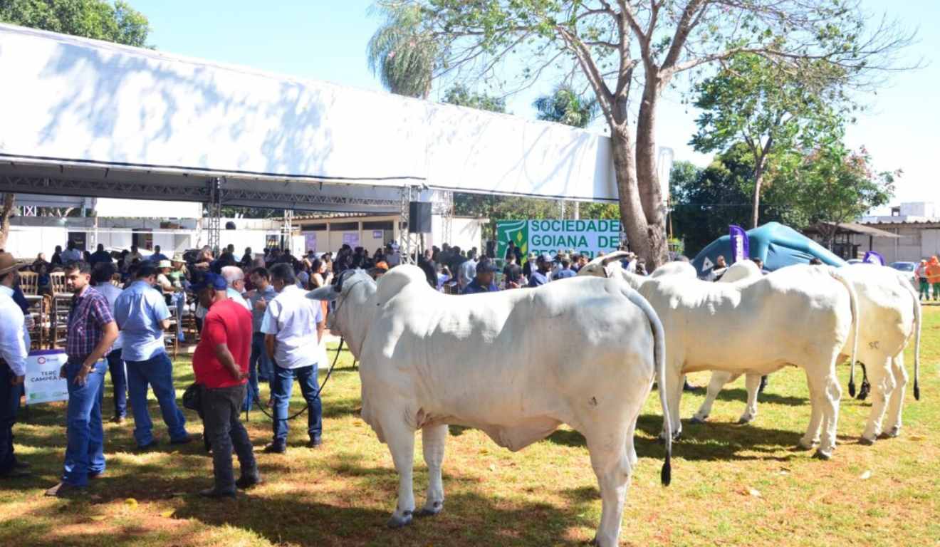 A Agência Goiana de Defesa Agropecuária (Agrodefesa) abriu, nesta segunda-feira (1º/12), o prazo de cadastro para todos os eventos agropecuários em 2026 com animais em Goiás. Exposições, leilões, vaquejadas e atividades com aglomeração de animais devem ser registradas até 31 de dezembro de 2025.