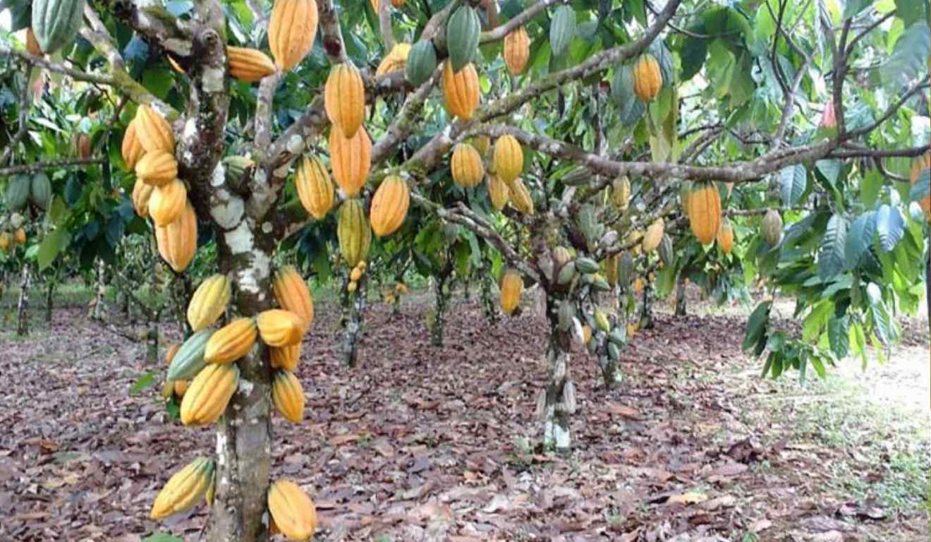 Após a sanção da Lei 15.289/25, pelo presidente Luiz Inácio Lula da Silva, a cidade de Ilhéus, na Bahia, se tornou a nova Capital Nacional da Rota do Cacau e do Chocolate. A norma, publicada no Diário Oficial da União, dá o novo título para a cidade baiana que sedia boa parte da produção de cacau do estado Após a sanção da Lei 15.289/25, pelo presidente Luiz Inácio Lula da Silva, a cidade de Ilhéus, na Bahia, se tornou a nova Capital Nacional da Rota do Cacau e do Chocolate. A norma, publicada no Diário Oficial da União, dá o novo título para a cidade baiana que sedia boa parte da produção de cacau do estado