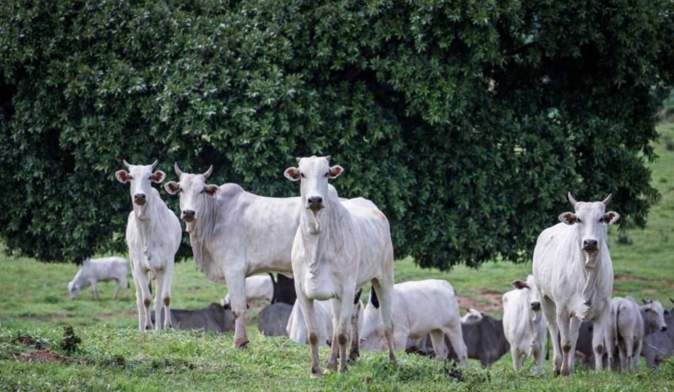 O Instituto de Defesa Agropecuária do Estado (Indea/MT) reforça o alerta aos produtores rurais de Mato Grosso para os últimos dias da Campanha de Atualização de Estoque de Rebanhos e o prazo para realizar a comunicação obrigatória do quantitativo de gado e dados da propriedade termina no dia 10 de dezembro.