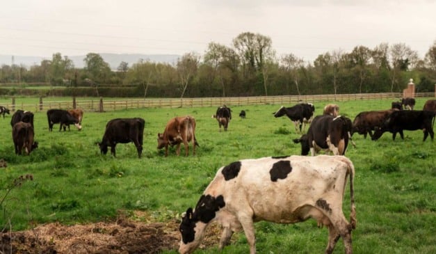 Sistemas de integração lavoura-pecuária (ILP) que combinam leguminosas e gramíneas forrageiras melhoram o desempenho de bovinos, reduzem a emissão de metano e aumentam o carbono armazenado no solo, segundo estudo da Embrapa Cerrados e da Universidade de Brasília (UnB), apresentado em simpósio internacional do Centro de Estudos de Carbono em Agricultura Tropical (CCARBON), da USP.