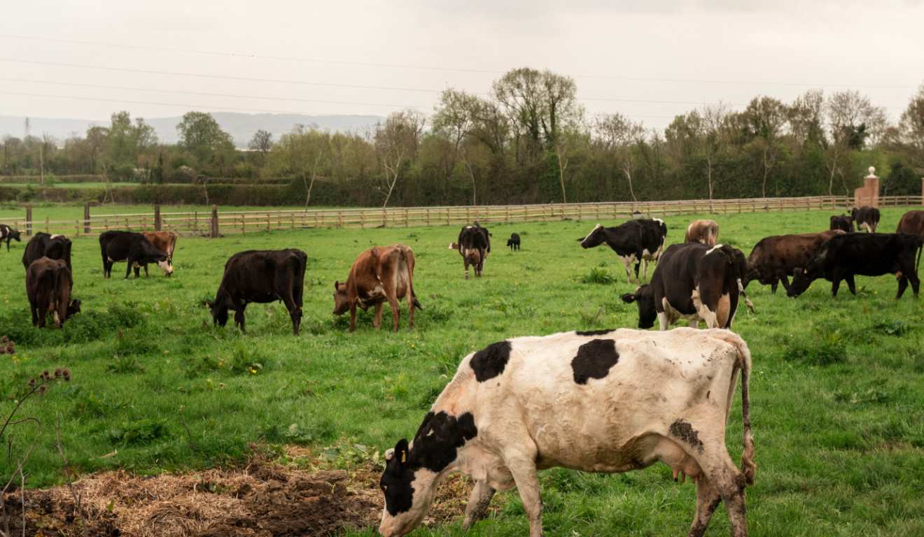 Sistemas de integração lavoura-pecuária (ILP) que combinam leguminosas e gramíneas forrageiras melhoram o desempenho de bovinos, reduzem a emissão de metano e aumentam o carbono armazenado no solo, segundo estudo da Embrapa Cerrados e da Universidade de Brasília (UnB), apresentado em simpósio internacional do Centro de Estudos de Carbono em Agricultura Tropical (CCARBON), da USP. Sistemas de integração lavoura-pecuária (ILP) que combinam leguminosas e gramíneas forrageiras melhoram o desempenho de bovinos, reduzem a emissão de metano e aumentam o carbono armazenado no solo, segundo estudo da Embrapa Cerrados e da Universidade de Brasília (UnB), apresentado em simpósio internacional do Centro de Estudos de Carbono em Agricultura Tropical (CCARBON), da USP.