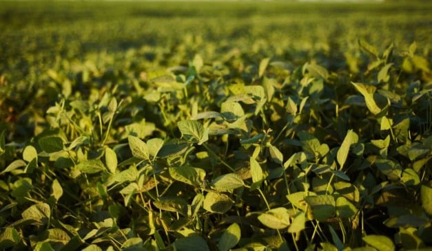 A regularidade das chuvas entre 8 e 21 de dezembro contribuiu para a recuperação fisiológica e o avanço do desenvolvimento da primeira safra de feijão no Rio Grande do Sul, segundo o Informativo Conjuntural mais recente da Emater/RS-Ascar.