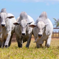O Governo do Tocantins reforçou neste último sábado (5) o papel das tecnologias na produção de carne bovina de alta qualidade durante o Meat Day: Origem Rastreada, Qualidade Comprovada. O evento ocorreu na Fazenda Bacaba (Agrojem), em Miranorte (TO), e reuniu 550 participantes, entre produtores, técnicos, especialistas e representantes de instituições públicas e privadas. A iniciativa foi apoiada pela Secretaria de Estado da Agricultura e Pecuária (Seagro) e se consolidou como um dos principais encontros técnicos da pecuária tocantinense.