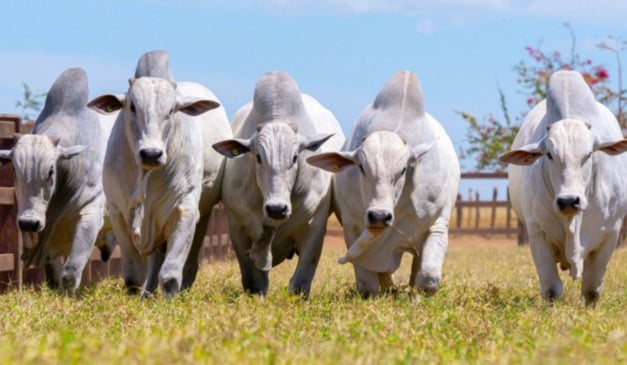 O Governo do Tocantins reforçou neste último sábado (5) o papel das tecnologias na produção de carne bovina de alta qualidade durante o Meat Day: Origem Rastreada, Qualidade Comprovada. O evento ocorreu na Fazenda Bacaba (Agrojem), em Miranorte (TO), e reuniu 550 participantes, entre produtores, técnicos, especialistas e representantes de instituições públicas e privadas. A iniciativa foi apoiada pela Secretaria de Estado da Agricultura e Pecuária (Seagro) e se consolidou como um dos principais encontros técnicos da pecuária tocantinense.
