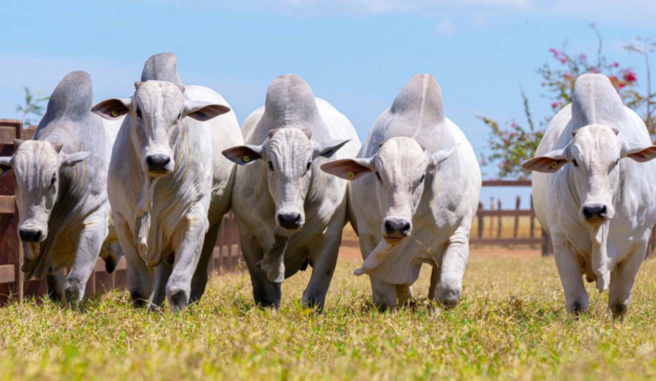 O Governo do Tocantins reforçou neste último sábado (5) o papel das tecnologias na produção de carne bovina de alta qualidade durante o Meat Day: Origem Rastreada, Qualidade Comprovada. O evento ocorreu na Fazenda Bacaba (Agrojem), em Miranorte (TO), e reuniu 550 participantes, entre produtores, técnicos, especialistas e representantes de instituições públicas e privadas. A iniciativa foi apoiada pela Secretaria de Estado da Agricultura e Pecuária (Seagro) e se consolidou como um dos principais encontros técnicos da pecuária tocantinense. O Governo do Tocantins reforçou neste último sábado (5) o papel das tecnologias na produção de carne bovina de alta qualidade durante o Meat Day: Origem Rastreada, Qualidade Comprovada. O evento ocorreu na Fazenda Bacaba (Agrojem), em Miranorte (TO), e reuniu 550 participantes, entre produtores, técnicos, especialistas e representantes de instituições públicas e privadas. A iniciativa foi apoiada pela Secretaria de Estado da Agricultura e Pecuária (Seagro) e se consolidou como um dos principais encontros técnicos da pecuária tocantinense.