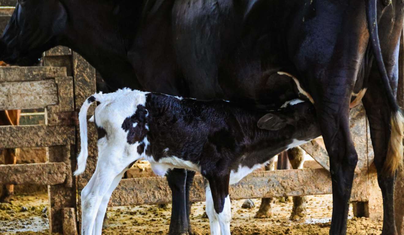 Pequenos produtores de gado de corte e de leite em Sergipe passaram a contar, no segundo semestre deste ano, com o programa Inseminação Artificial em Tempo Fixo (IATF) Sergipe, iniciativa do Governo estadual voltada à melhoria genética do rebanho e ao aumento da produtividade e da renda no campo. Pequenos produtores de gado de corte e de leite em Sergipe passaram a contar, no segundo semestre deste ano, com o programa Inseminação Artificial em Tempo Fixo (IATF) Sergipe, iniciativa do Governo estadual voltada à melhoria genética do rebanho e ao aumento da produtividade e da renda no campo.