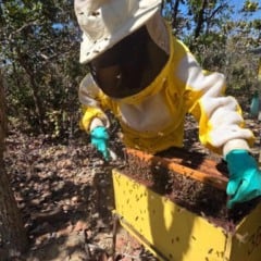 A segunda edi&ccedil;&atilde;o do Projeto de Promo&ccedil;&atilde;o da Melhoria da Qualidade das Agroind&uacute;strias de Goi&aacute;s vai selecionar 60 agroind&uacute;strias de pequeno porte em todo o estado, abrangendo unidades dos 246 munic&iacute;pios goianos que produzem alimentos. A iniciativa tem como objetivo elevar os padr&otilde;es de qualidade e garantir o atendimento &agrave;s exig&ecirc;ncias sanit&aacute;rias.