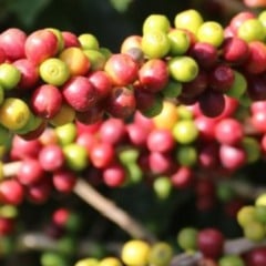 O Governo de Minas Gerais anunciou a criação do Centro de Excelência em Cafeicultura de Montanha. Com investimento de R$ 17 milhões, o projeto será estruturado pela Fundação de Amparo à Pesquisa do Estado de Minas Gerais (Fapemig), vinculada à Secretaria de Desenvolvimento Econômico (Sede/MG).