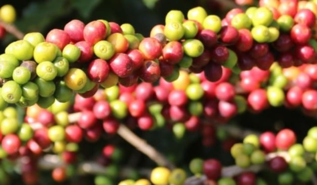 O Governo de Minas Gerais anunciou a criação do Centro de Excelência em Cafeicultura de Montanha. Com investimento de R$ 17 milhões, o projeto será estruturado pela Fundação de Amparo à Pesquisa do Estado de Minas Gerais (Fapemig), vinculada à Secretaria de Desenvolvimento Econômico (Sede/MG).