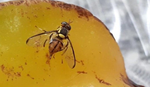 O Instituto de Defesa Agropecuária e Florestal do Acre (Idaf) intensificou o monitoramento para evitar a entrada e a disseminação da mosca-da-carambola no estado. A praga quarentenária está presente no Brasil desde 1996 e já foi identificada nos estados do Amapá, Pará e Roraima.