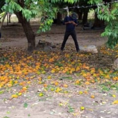 O Governo de Roraima iniciará, na terça-feira (9), uma força-tarefa para conter o avanço da mosca-da-carambola em Boa Vista (RR). A ação ocorre após o estado registrar aumento da praga em alguns bairros da capital, mesmo depois de obter autorização para ampliar as áreas consideradas livres de infestação, condição agora ameaçada pela recente elevação da população do inseto.