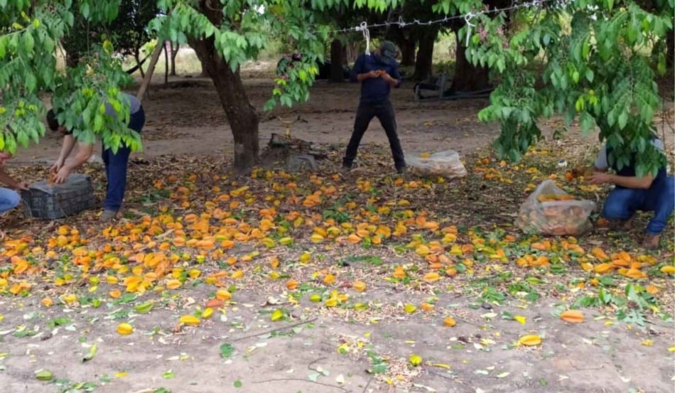 O Governo de Roraima iniciará, na terça-feira (9), uma força-tarefa para conter o avanço da mosca-da-carambola em Boa Vista (RR). A ação ocorre após o estado registrar aumento da praga em alguns bairros da capital, mesmo depois de obter autorização para ampliar as áreas consideradas livres de infestação, condição agora ameaçada pela recente elevação da população do inseto.