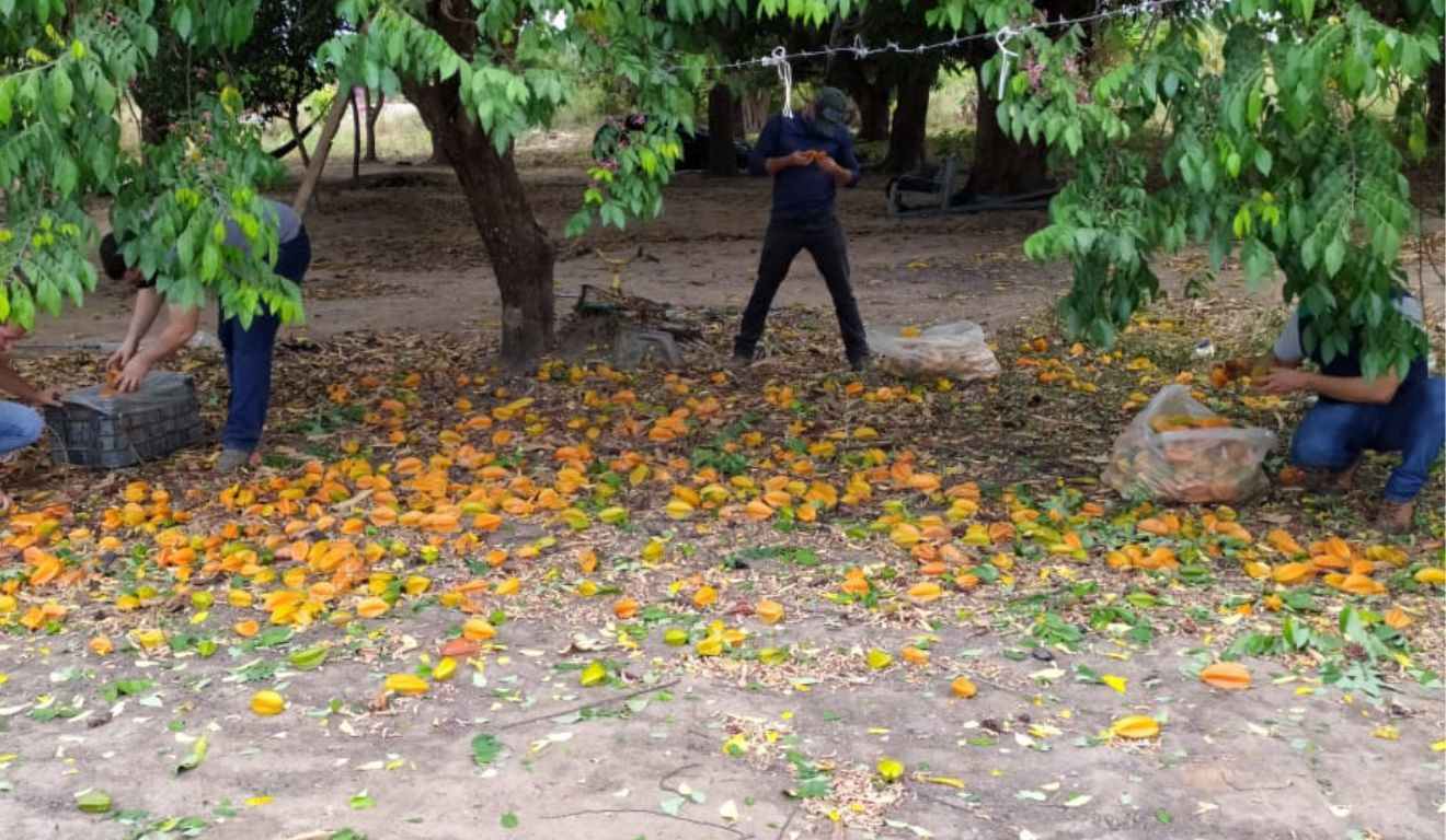 O Governo de Roraima iniciará, na terça-feira (9), uma força-tarefa para conter o avanço da mosca-da-carambola em Boa Vista (RR). A ação ocorre após o estado registrar aumento da praga em alguns bairros da capital, mesmo depois de obter autorização para ampliar as áreas consideradas livres de infestação, condição agora ameaçada pela recente elevação da população do inseto. O Governo de Roraima iniciará, na terça-feira (9), uma força-tarefa para conter o avanço da mosca-da-carambola em Boa Vista (RR). A ação ocorre após o estado registrar aumento da praga em alguns bairros da capital, mesmo depois de obter autorização para ampliar as áreas consideradas livres de infestação, condição agora ameaçada pela recente elevação da população do inseto.