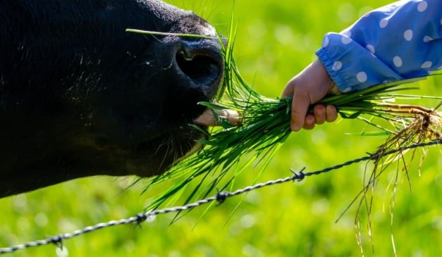 A Terminação Intensiva a Pasto (TIP) é uma alternativa estratégica para pecuaristas que desejam acelerar o ganho de peso dos animais