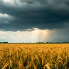 A Organização Meteorológica Mundial (OMM) informou nesta quinta-feira (5), em Genebra, que há 55% de chance de formação de um La Niña fraco nos próximos três meses, condição que deve influenciar os padrões climáticos e meteorológicos ao redor do mundo