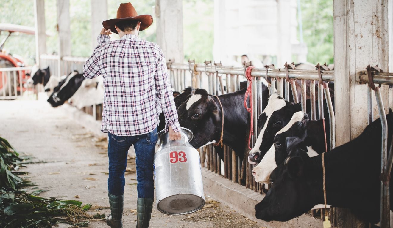 Conheça os diferentes tipos de ordenha, suas vantagens, custos e como escolher o método ideal para seu rebanho Conheça os diferentes tipos de ordenha, suas vantagens, custos e como escolher o método ideal para seu rebanho