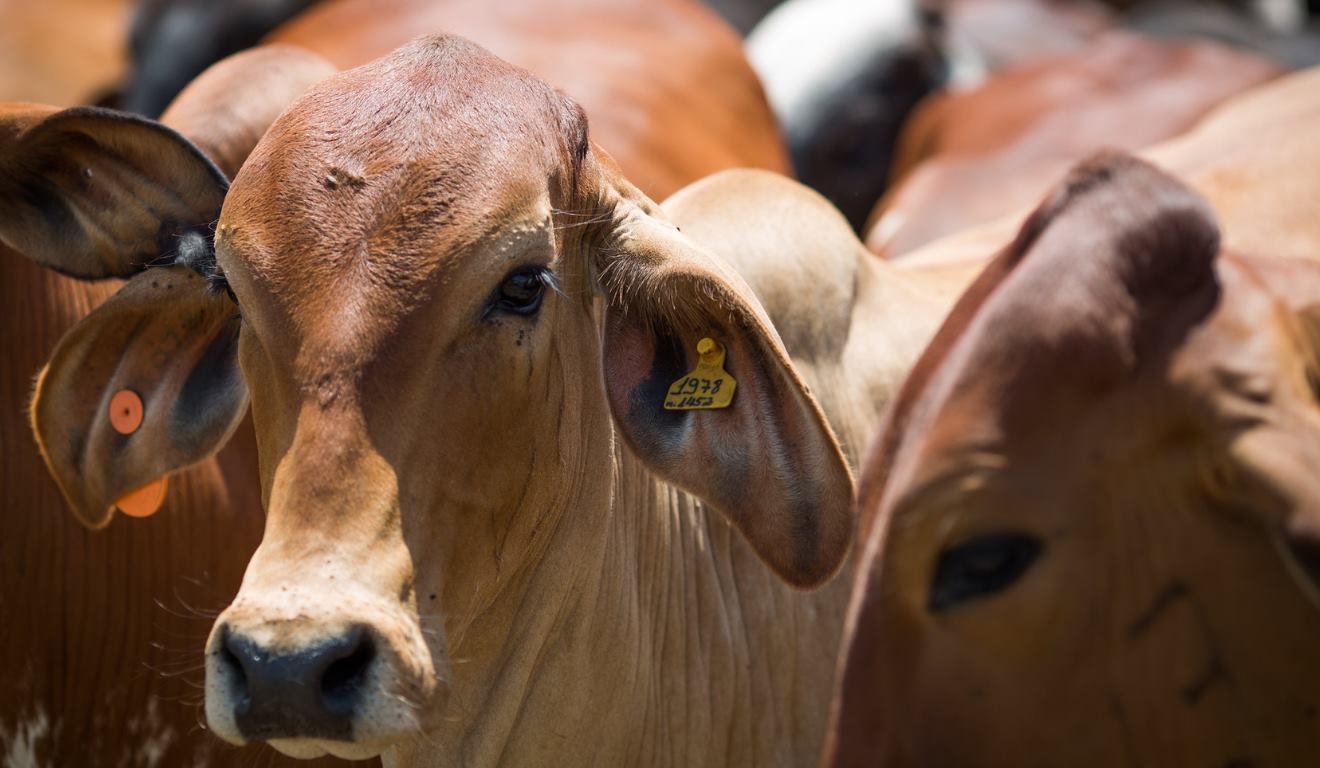 O governador do Pará, Helder Barbalho, assinou na terça-feira (3), durante o 64º Encontro Ruralista, realizado em Belém, a prorrogação até 31 de dezembro de 2030 do prazo para que a rastreabilidade de bovinos e búfalos se torne obrigatória no Estado