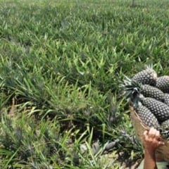 A cidade de Itapororoca, no Litoral Norte da Paraíba, recebe nesta sexta (5) e sábado (6) a 1ª Expo Abacaxi e a 1ª Mostra de Caprinos Leiteiros do Litoral, dois eventos que fortalecem a agricultura familiar e o agronegócio regional.