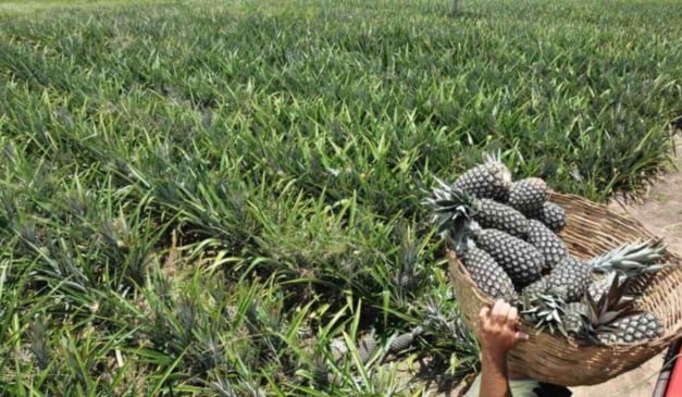 A cidade de Itapororoca, no Litoral Norte da Paraíba, recebe nesta sexta (5) e sábado (6) a 1ª Expo Abacaxi e a 1ª Mostra de Caprinos Leiteiros do Litoral, dois eventos que fortalecem a agricultura familiar e o agronegócio regional.