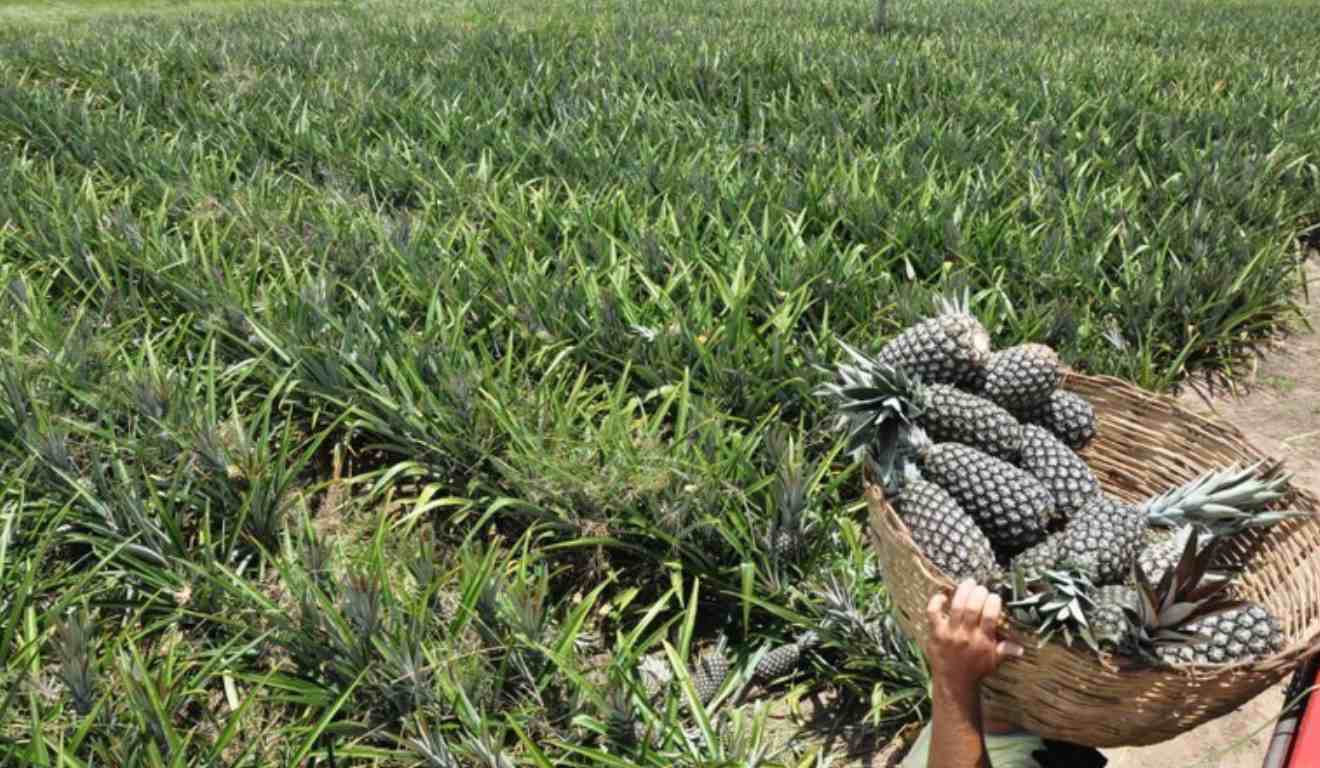 A cidade de Itapororoca, no Litoral Norte da Paraíba, recebe nesta sexta (5) e sábado (6) a 1ª Expo Abacaxi e a 1ª Mostra de Caprinos Leiteiros do Litoral, dois eventos que fortalecem a agricultura familiar e o agronegócio regional.