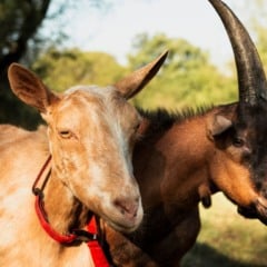 A criação de caprinos e ovinos tem ganhado espaço no campo brasileiro pela rusticidade dos animais e potencial crescente de mercado