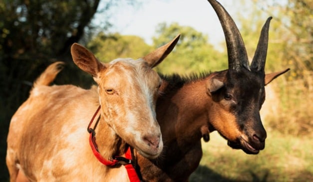 A criação de caprinos e ovinos tem ganhado espaço no campo brasileiro pela rusticidade dos animais e potencial crescente de mercado