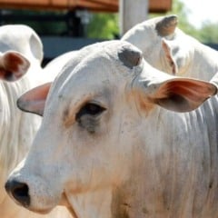 Segundo o Instituto Brasileiro de Geografia e Estatistica (IBGE), o setor da pecuária bovina do Acre movimentou R$ 181 milhões em 2024, e mantém forte ritmo de expansão, apoiado por programas voltados à recuperação de pastagens, melhoramento genético, capacitação e adoção de energias renováveis, e expande com sustentabilidade no campo, segundo a Seagri-AC.