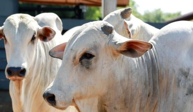 Segundo o Instituto Brasileiro de Geografia e Estatistica (IBGE), o setor da pecuária bovina do Acre movimentou R$ 181 milhões em 2024, e mantém forte ritmo de expansão, apoiado por programas voltados à recuperação de pastagens, melhoramento genético, capacitação e adoção de energias renováveis, e expande com sustentabilidade no campo, segundo a Seagri-AC.