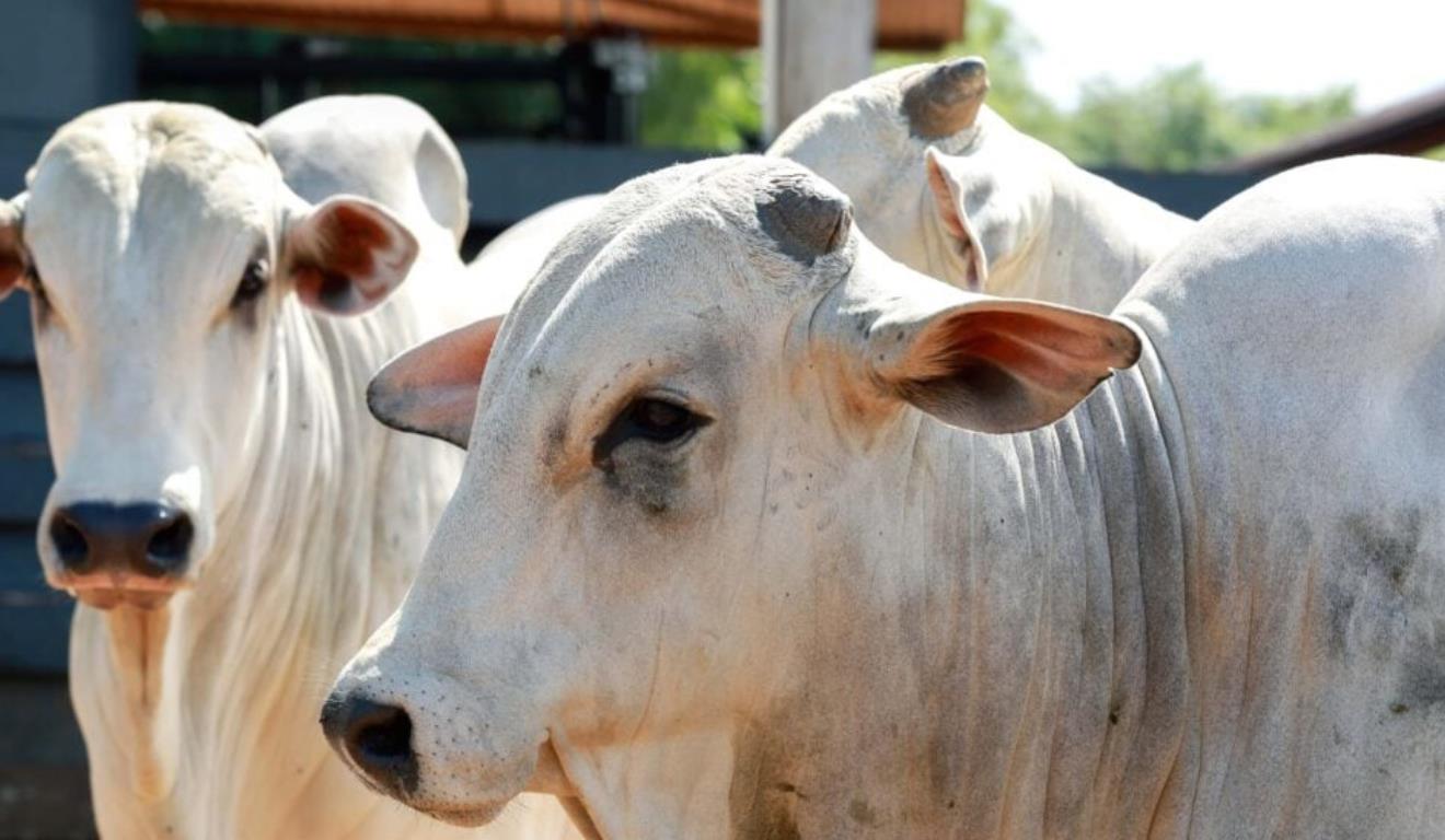 Segundo o Instituto Brasileiro de Geografia e Estatistica (IBGE), o setor da pecuária bovina do Acre movimentou R$ 181 milhões em 2024, e mantém forte ritmo de expansão, apoiado por programas voltados à recuperação de pastagens, melhoramento genético, capacitação e adoção de energias renováveis, e expande com sustentabilidade no campo, segundo a Seagri-AC.