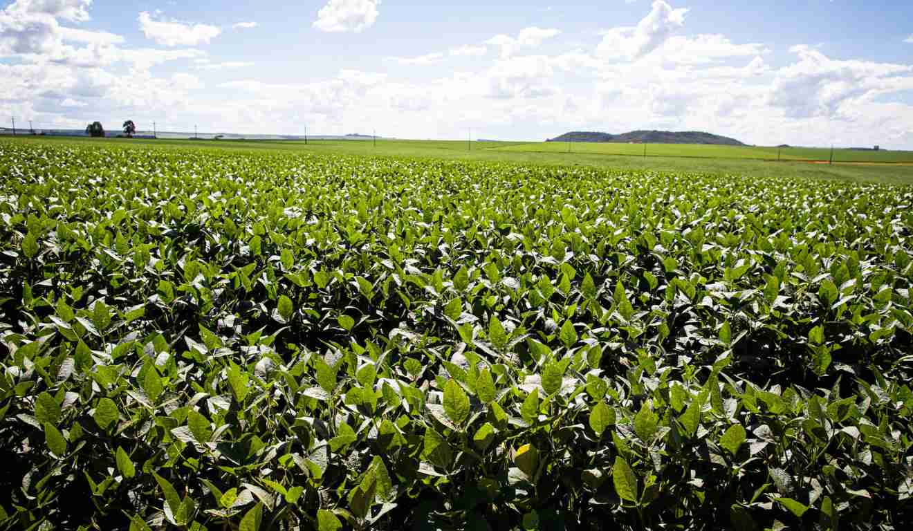 O complexo de percevejos é composto por diferentes espécies que variam de cor e potencial de agressividade. Entre elas, o percevejo-marrom (Euschistus heros) é a principal praga da soja, sendo responsável por impacto de até 30% na produtividade. “Estamos falando em mais de 50 milhões de toneladas de soja que sofrem com a presença desse inimigo”, explica Luiz Henrique Marcandalli, especialista da Rainbow Agro. O complexo de percevejos é composto por diferentes espécies que variam de cor e potencial de agressividade. Entre elas, o percevejo-marrom (Euschistus heros) é a principal praga da soja, sendo responsável por impacto de até 30% na produtividade. “Estamos falando em mais de 50 milhões de toneladas de soja que sofrem com a presença desse inimigo”, explica Luiz Henrique Marcandalli, especialista da Rainbow Agro.