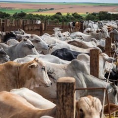 O programa Piauí +Genética já auxiliou pecuaristas em 103 cidades do estado, segundo informações da Secretaria da Assistência Técnica e Defesa Agropecuária (Sada). O projeto já auxilia 1.101 produtores rurais piauienses, consolidando-se como uma das principais ações de melhoramento genético da pecuária bovina estadual.