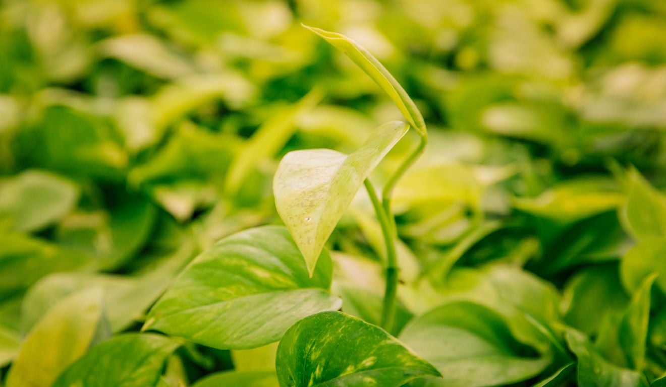 Conheça os insetos e ácaros que mais afetam a produtividade da soja e estratégias mais eficientes para monitoramento e controle sustentável Conheça os insetos e ácaros que mais afetam a produtividade da soja e estratégias mais eficientes para monitoramento e controle sustentável