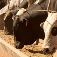 No acumulado de janeiro a setembro deste ano, a indústria brasileira de alimentação animal registrou 66,5 milhões de toneladas de rações, alta de 2% frente ao mesmo período de 2024. A projeção da produção de rações em 2025 é do Sindicato Nacional da Indústria de Alimentação Animal (Sindirações).