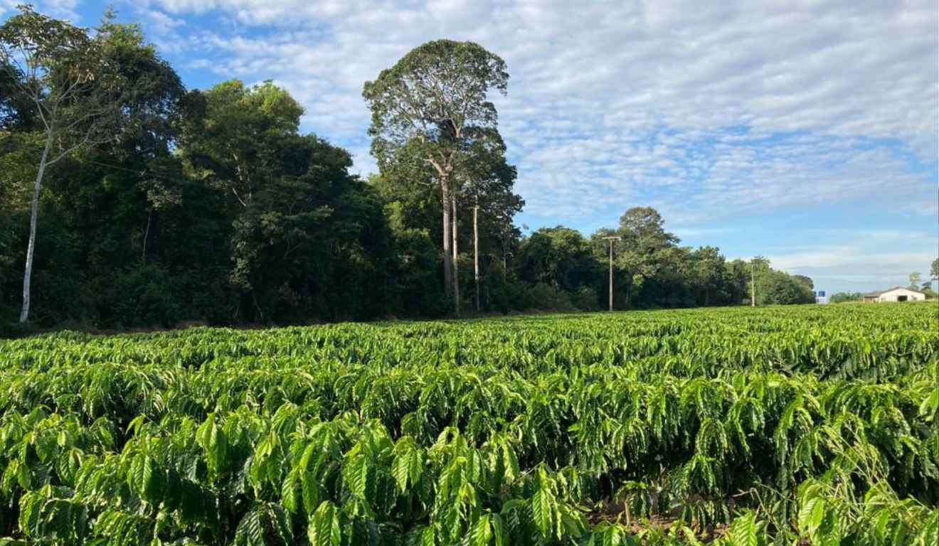 Apresentado na última edição da Semana Internacional do Café (SIC), o Projeto Carbcafé tem impulsionado a sustentabilidade em Rondônia. Segundo o estudo da Embrapa, a cafeicultura das Matas de Rondônia tem apresentado resultados positivos na captura de carbono, estocando CO2 no solo Apresentado na última edição da Semana Internacional do Café (SIC), o Projeto Carbcafé tem impulsionado a sustentabilidade em Rondônia. Segundo o estudo da Embrapa, a cafeicultura das Matas de Rondônia tem apresentado resultados positivos na captura de carbono, estocando CO2 no solo