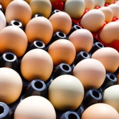 Dados divulgados nesta quarta-feira (3) pela Associação Brasileira de Proteína Animal (ABPA) apontam que as exportações brasileiras de carne de frango podem chegar a até 5,32 milhões de toneladas em 2025, acima das 5,295 milhões de toneladas embarcadas em 2024.