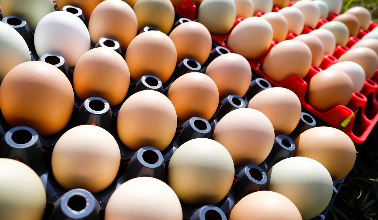 Dados divulgados nesta quarta-feira (3) pela Associação Brasileira de Proteína Animal (ABPA) apontam que as exportações brasileiras de carne de frango podem chegar a até 5,32 milhões de toneladas em 2025, acima das 5,295 milhões de toneladas embarcadas em 2024.