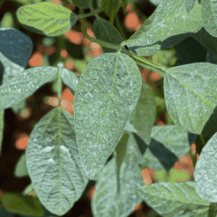 foto mostra folhas em uma lavoura cobertas com o protetor solar para plantas Surround WP