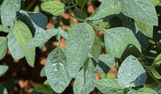 foto mostra folhas em uma lavoura cobertas com o protetor solar para plantas Surround WP