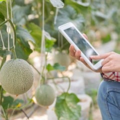 A rastreabilidade de produtos se mostrou uma ferramenta competitiva para produtores de pequeno porte se destacarem no mercado