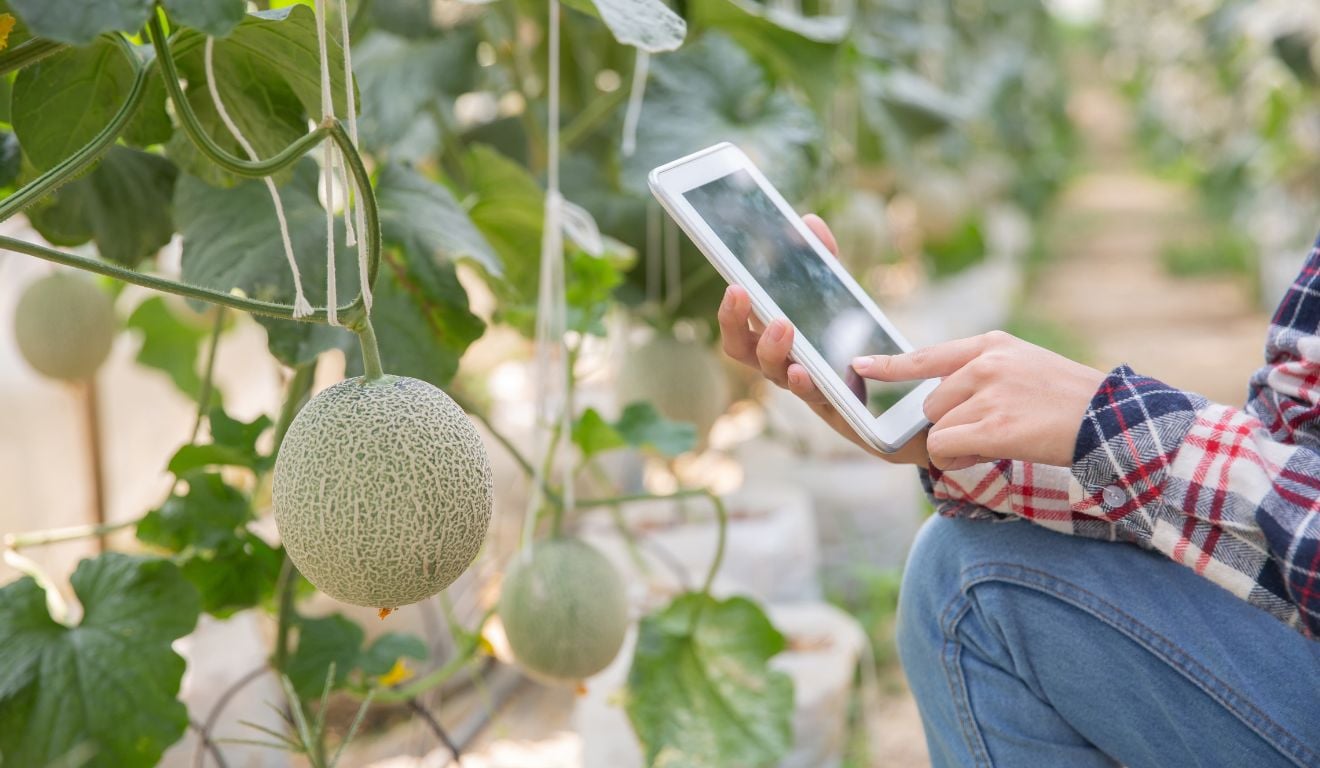 A rastreabilidade de produtos se mostrou uma ferramenta competitiva para produtores de pequeno porte se destacarem no mercado A rastreabilidade de produtos se mostrou uma ferramenta competitiva para produtores de pequeno porte se destacarem no mercado