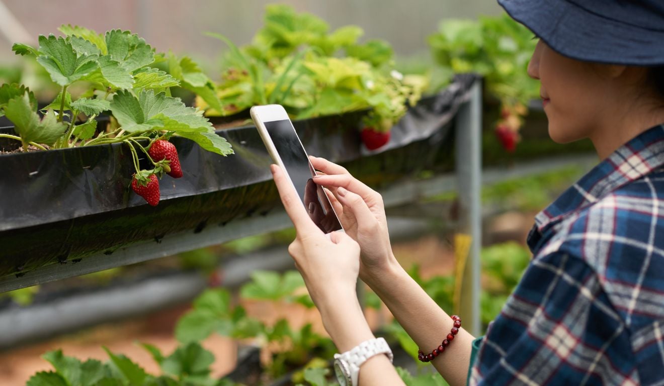 Conheça como funciona o rastreamento de produtos no agro, além dos principais usos, tendências e sua importância para o setor Conheça como funciona o rastreamento de produtos no agro, além dos principais usos, tendências e sua importância para o setor