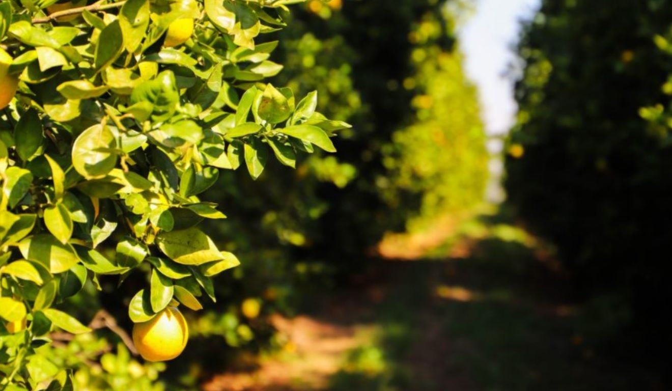 A Defesa Agropecuária de São Paulo, órgão vinculado à Secretaria de Agricultura e Abastecimento (SAA), informou que os produtores de citros do Estado devem entregar até 15 de janeiro de 2026 o Relatório Cancro/Greening, documento exigido para o monitoramento fitossanitário dos pomares paulistas. A Defesa Agropecuária de São Paulo, órgão vinculado à Secretaria de Agricultura e Abastecimento (SAA), informou que os produtores de citros do Estado devem entregar até 15 de janeiro de 2026 o Relatório Cancro/Greening, documento exigido para o monitoramento fitossanitário dos pomares paulistas.