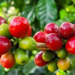 A receita das exportações do agronegócio de Minas Gerais alcançou US$ 18,1 bilhões entre janeiro e novembro de 2025 e já supera todo o resultado de 2024, quando o estado faturou US$ 17,1 bilhões. O avanço de quase 13% garante ao período o maior valor da série histórica iniciada em 1997.